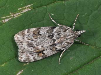 Scoparia basistrigalis Knaggs adulte - �Philippe Mothiron