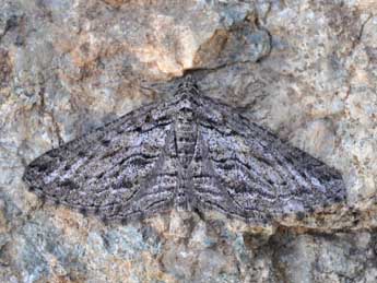 Sardocyrnia bastelicaria Bell. adulte - �Claude Colomb