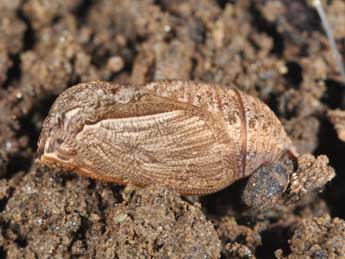  Chrysalide de Pyronia bathseba F. - �Philippe Mothiron