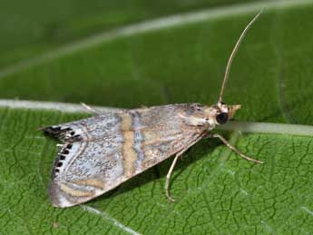 Euchromius bella Hb. adulte - �Philippe Mothiron