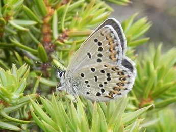 Plebejus bellieri Obth. adulte - �Philippe Mothiron