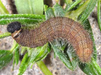  Chenille de Pyrgus foulquieri Obth. - �Wolfgang Wagner, www.pyrgus.de