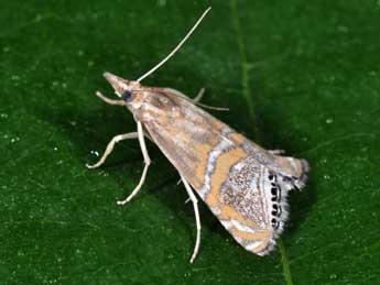 Euchromius bella Hb. adulte - �Philippe Mothiron