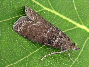 Ortholepis betulae Gze adulte - �Friedmar Graf