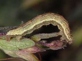  Chenille de Perizoma bifaciata Hw. - �Wolfgang Wagner, www.pyrgus.de