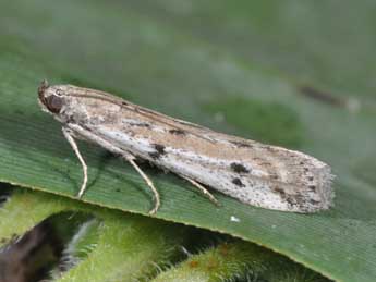 Phycitodes binaevella Hb. adulte - �Philippe Mothiron