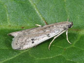 Phycitodes binaevella Hb. adulte - �Philippe Mothiron