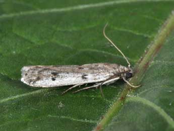 Phycitodes binaevella Hb. adulte - �Philippe Mothiron