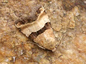 Pseudozarba bipartita H.-S. adulte - �Lionel Taurand