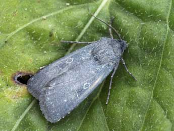 Euxoa birivia D. & S. adulte - �Daniel Morel