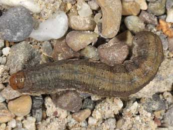  Chenille de Euxoa birivia D. & S. - �Wolfgang Wagner, www.pyrgus.de