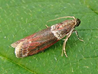 Cryptoblabes bistriga Hw. adulte - �Nicole Lepertel