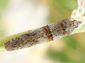 Acrobasis bithynella Z. adulte - �Friedmar Graf