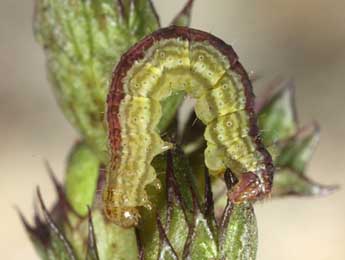  Chenille de Perizoma blandiata D. & S. - �Wolfgang Wagner, www.pyrgus.de