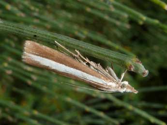 Catoptria bolivari Agjo adulte - �Tristan Lafranchis