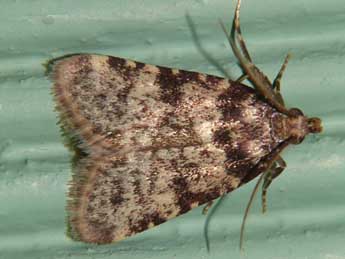 Aglossa brabanti Rag. adulte - �Jean-Jacques Porteneuve