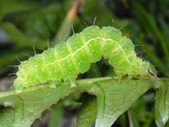  Chenille de Autographa bractea D. & S. - �Wolfgang Wagner, www.pyrgus.de