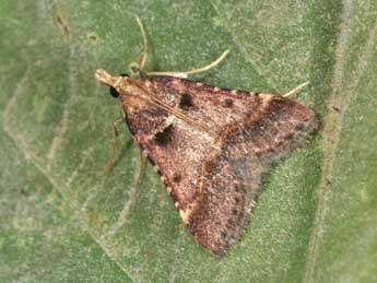 Stemmatophora brunnealis Tr. adulte - �Philippe Mothiron