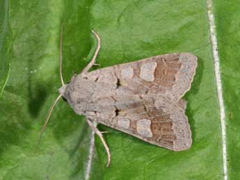 Ammoconia caecimacula D. & S. adulte - �Philippe Mothiron