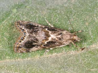 Euchromius cambridgei Z. adulte - �Philippe Mothiron