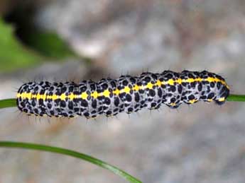  Chenille de Cucullia campanulae Frr - �Wolfgang Wagner, www.pyrgus.de