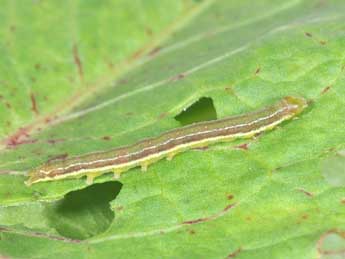  Chenille de Pseudeustrotia candidula D. & S. - �Philippe Mothiron