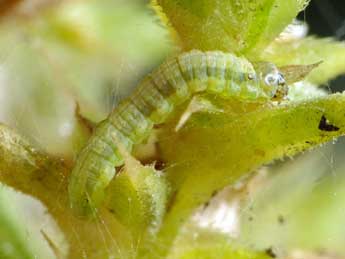  Chenille de Gymnancyla canella D. & S. - �Patrick Clement