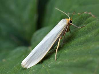 Eilema caniola Hb. adulte - �Daniel Morel