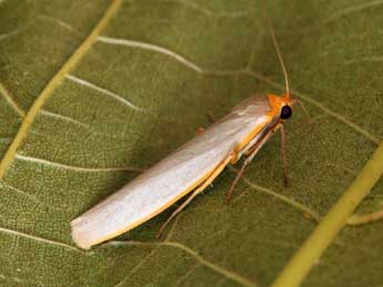 Eilema caniola Hb. adulte - �Daniel Morel