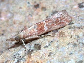 Bradyrrhoa cantenerella Dup. adulte - �Philippe Mothiron