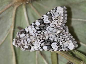 Hecatera cappa Hb. adulte - �Emmanuel Ruiz