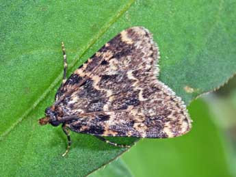 Aglossa caprealis Hb. adulte - �Philippe Mothiron