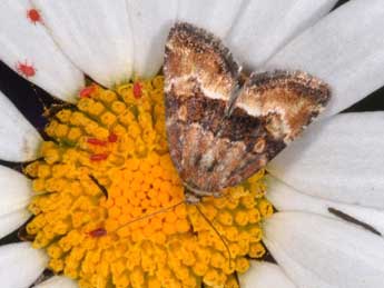 Photedes captiuncula Tr. adulte - �Wolfgang Wagner, www.pyrgus.de