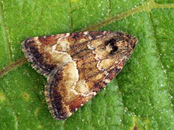 Photedes captiuncula Tr. adulte - �Daniel Morel