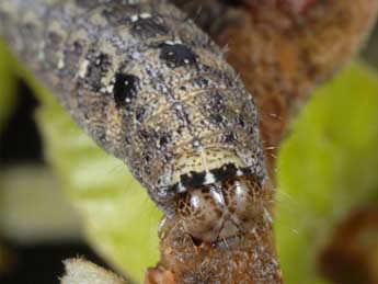  Chenille de Dryobotodes carbonis Wagner - �Wolfgang Wagner, www.pyrgus.de