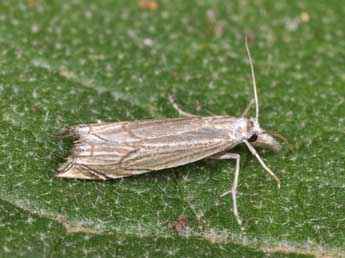 Metacrambus carectellus Z. adulte - �Philippe Mothiron