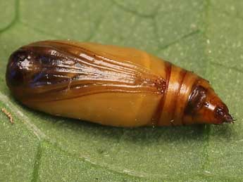  Chrysalide de Scopula caricaria Rtti - �Lionel Taurand