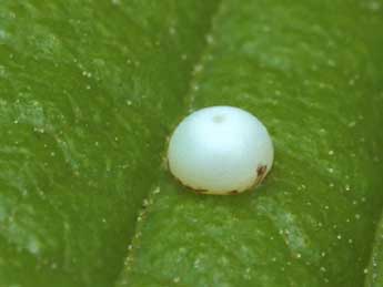  Oeuf de Odontosia carmelita Esp. - �Serge Wambeke