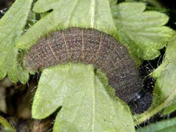  Chenille de Pyrgus carthami Hb. - �Wolfgang Wagner, www.pyrgus.de