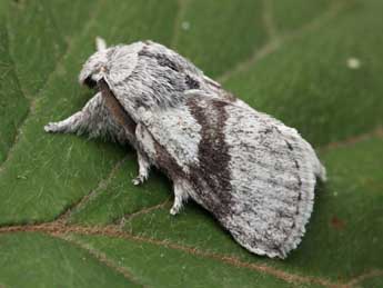 Trichiura castiliana Spl. adulte - �Daniel Morel