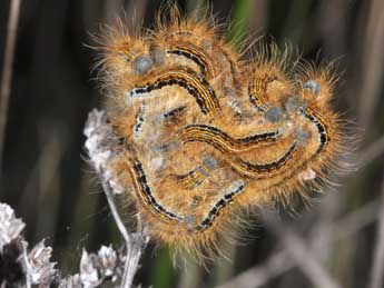  Chenille de Malacosoma castrense L. - �Philippe Mothiron