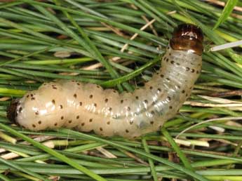  Chenille de Staurophora celsia L. - �Wolfgang Wagner, www.pyrgus.de