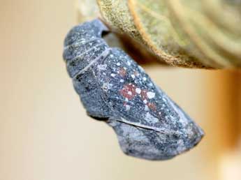  Chrysalide de Libythea celtis Laich. - �Emmanuel Ruiz