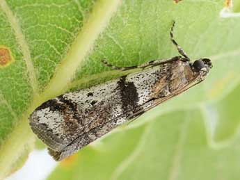 Acrobasis centunculella Mann adulte - �Friedmar Graf