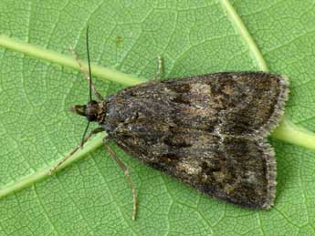 Gesneria centuriella D. & S. adulte - �Andrej Makara