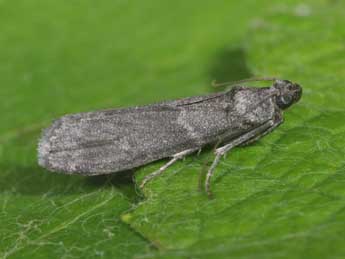 Apomyelois ceratoniae Z. adulte - �Philippe Mothiron