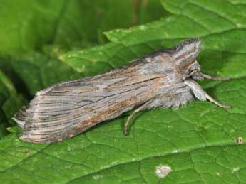 Cucullia chamomillae D. & S. adulte - �Philippe Mothiron