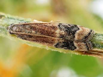 Euzopherodes charlottae Rbl adulte - �Friedmar Graf