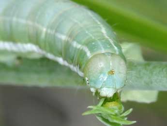  Chenille de Antitype chi L. - �Philippe Mothiron