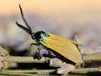 Jordanita chloros Hb. adulte - �Emmanuel Ruiz